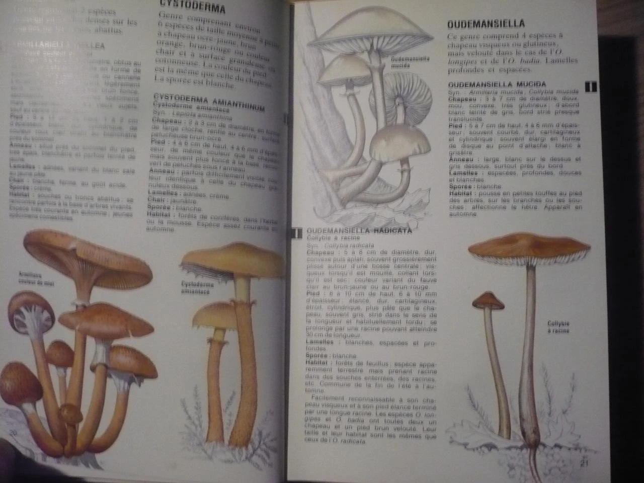 THE MUSHROOMS by Derek REID (1981) – photo 3